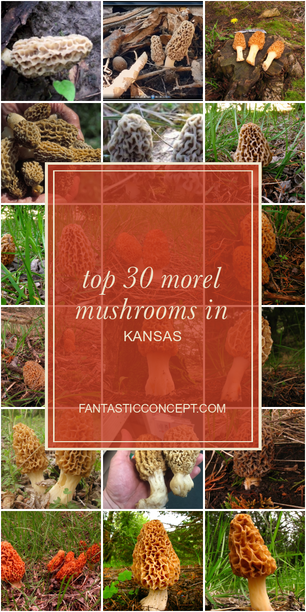 Top 30 Morel Mushrooms In Kansas Home, Family, Style and Art Ideas